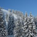 Snow covered trees on the mountains in a beautiful place to ski solo