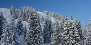 Snow covered trees on the mountains in a beautiful place to ski solo